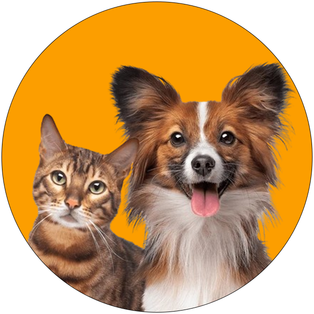 Cat and dog together with orange background