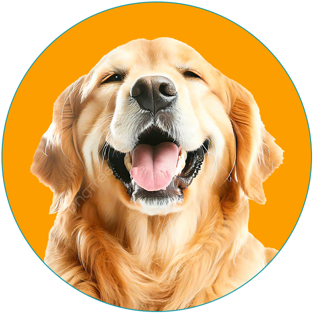 open mouth dog with orange background