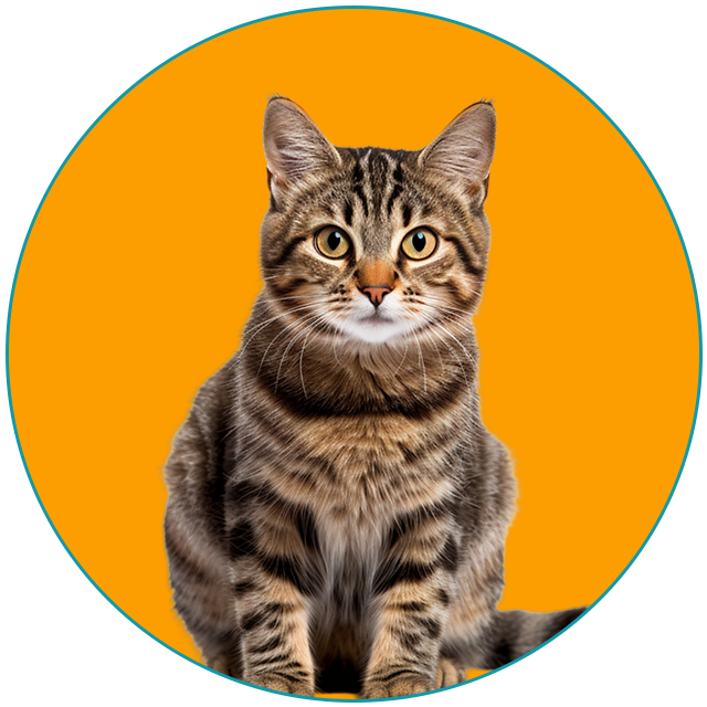 Cat with orange background